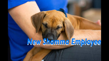Meet the Newest Member of Shamma- Samson the Puppy!
